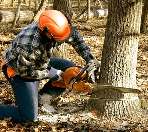 Tree Removal in Belgrade Lakes, ME